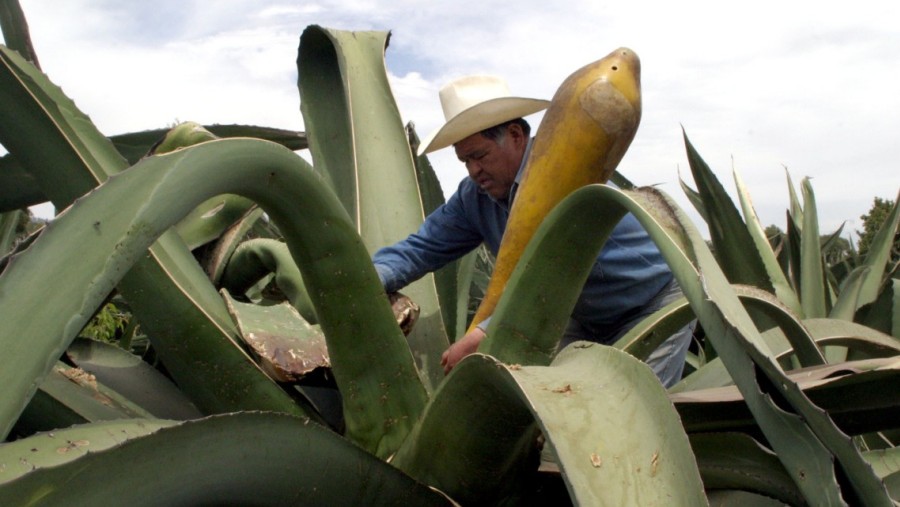 Tour del Pulque