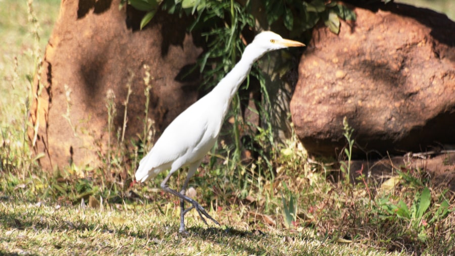 Cattle Egret