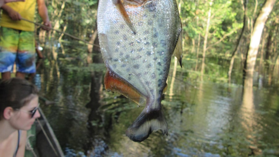 Amazing trip in Amazonia