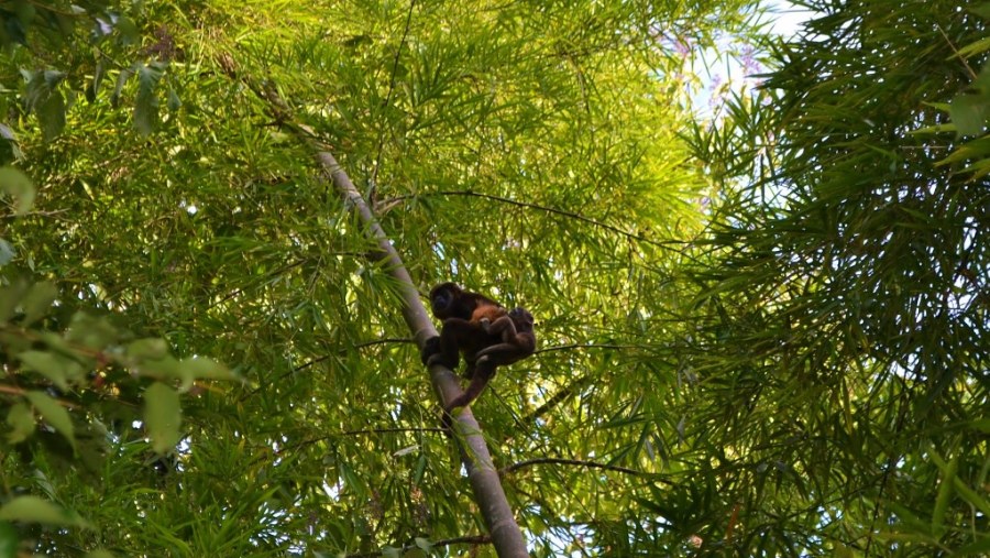 Mom and Baby at Pacoche Rain Forest