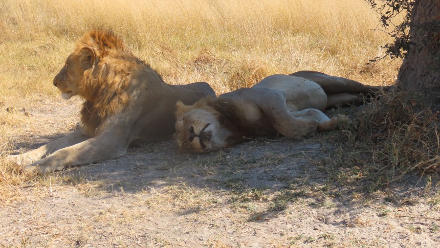 young male lions, part of the Xini Pride in Moremi Game Reserve