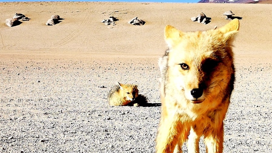 Andean fox 