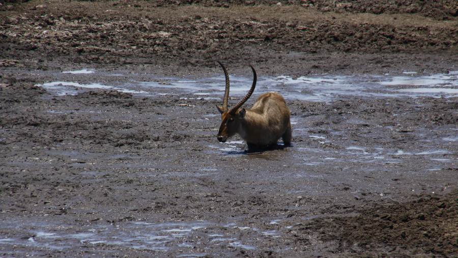 Waterbuck