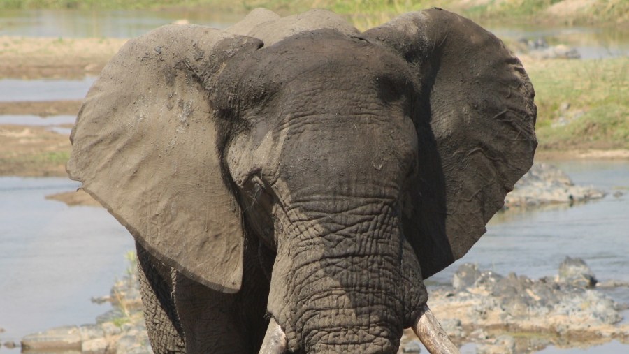 Bull elephant after having a bath in the Olifants River