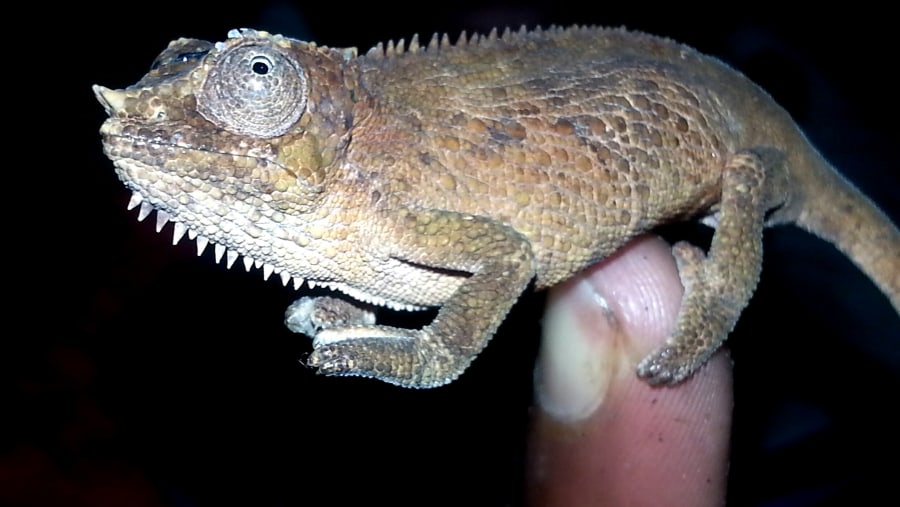 Bale Two horned Chameleon endemics to the Area