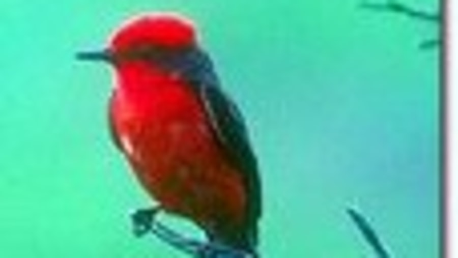 Vermilion Flycatcher