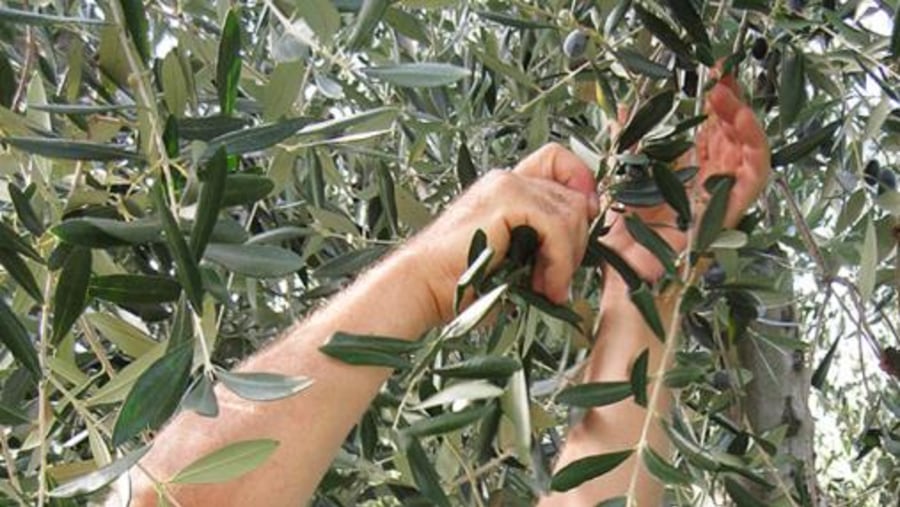 Harvest olive experience 