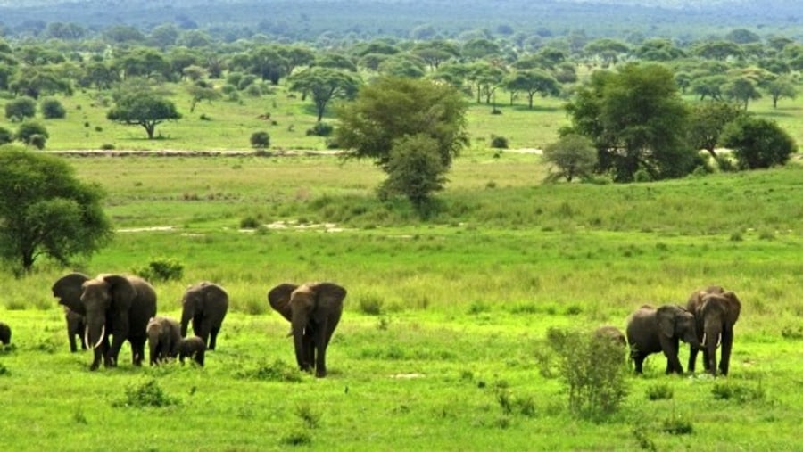 tarangire national park game driving