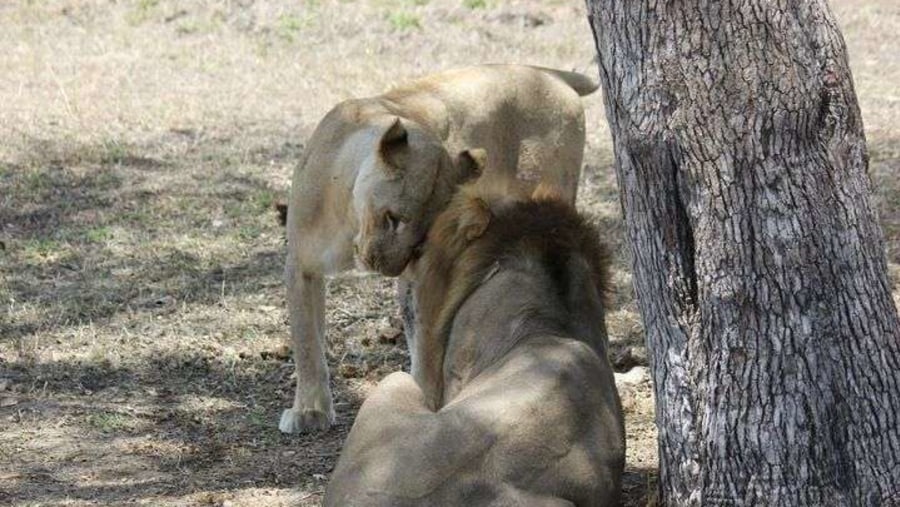 selous game reserve