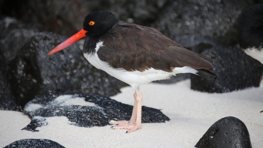 Galapagos with the BEST GUIDE EVER!!! 