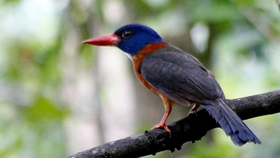 green back kingfisher