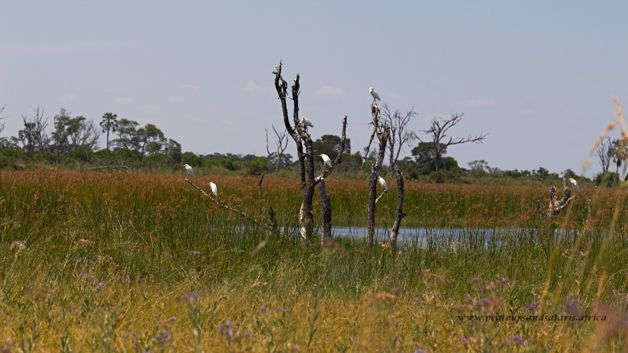Birding in Okavango Delta