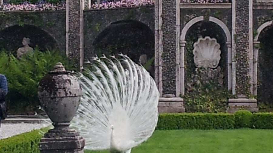 A peacock in the gardens of Isola Bella