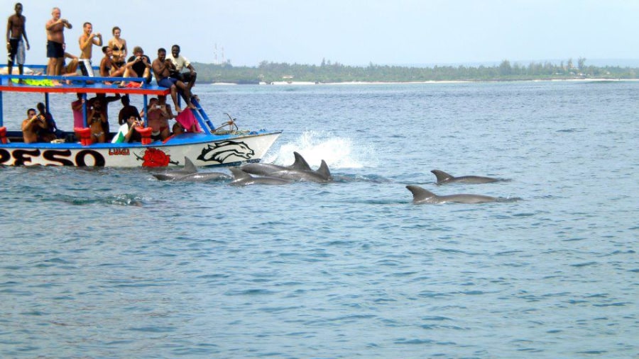 Dolphin trip marine park