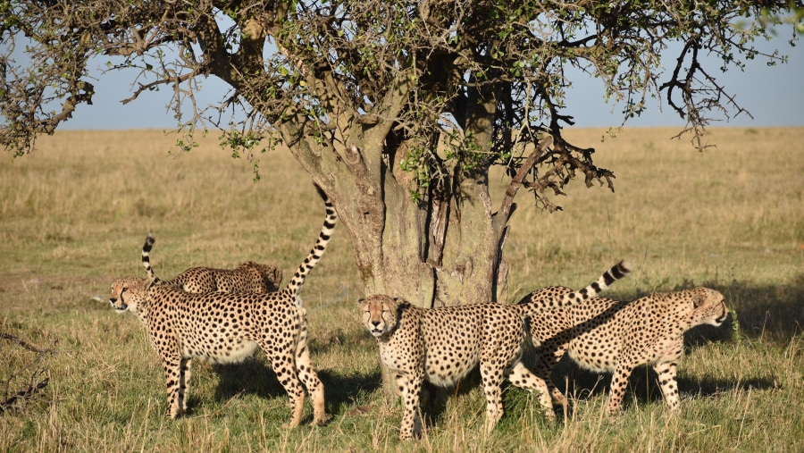 Maasai Mara NR