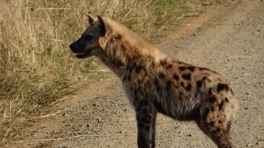 Hyena