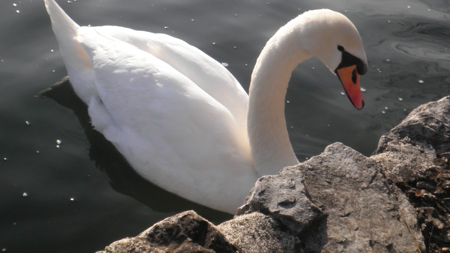 Swan