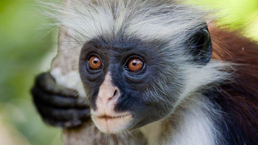 red colubus monkey posing at Jozani Forest