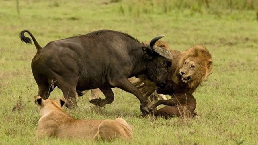 Lions hunting a buffalo