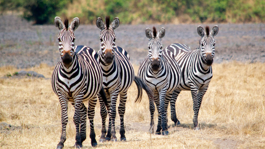 zebras