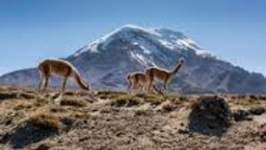 Ärea del Chimborazo y su fauna nativa 