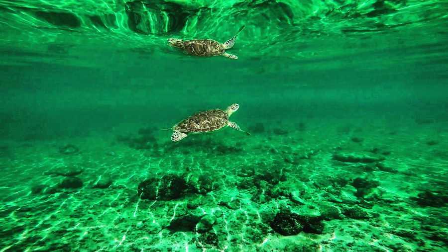 Swim in the Mexican Caribbean with the Green Turtles!!!