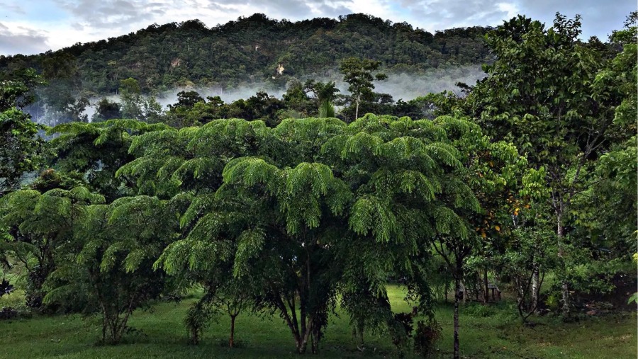 kokoda