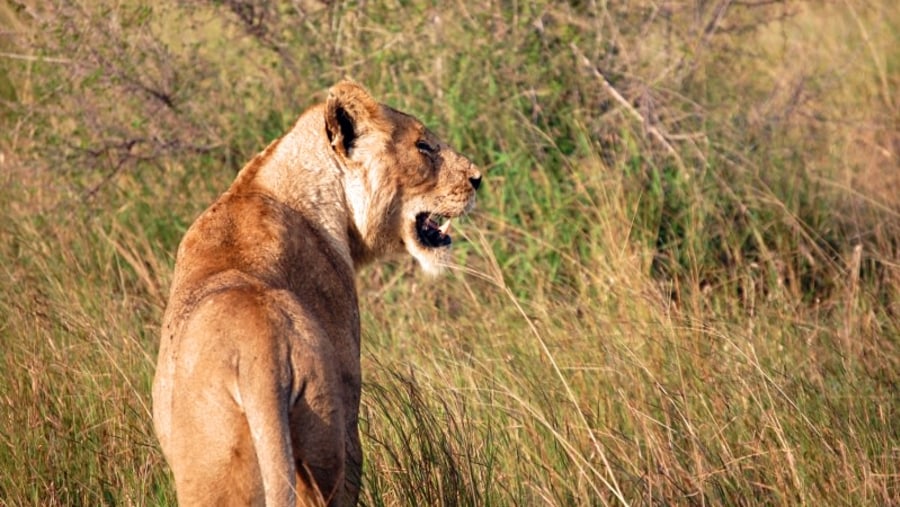 Lioness on the prowl