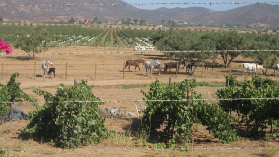 Vineyards and Aztec Horses