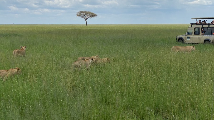 Lions approaching Safari vehicle