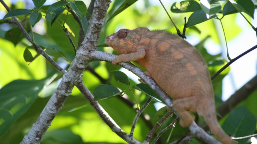 panther chameleons female