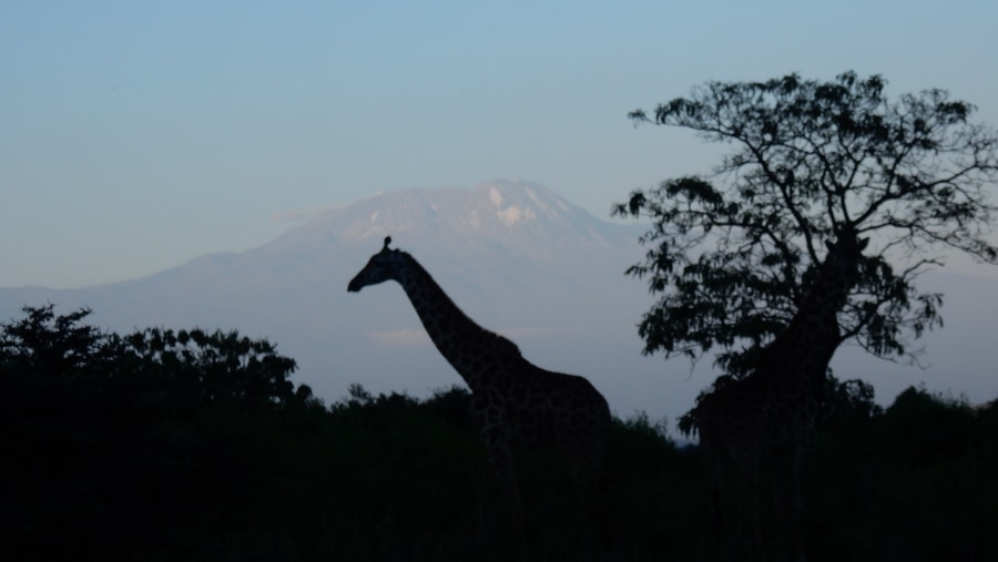 Mont Meru trek and full moon summit Kilimanjaro August 2019