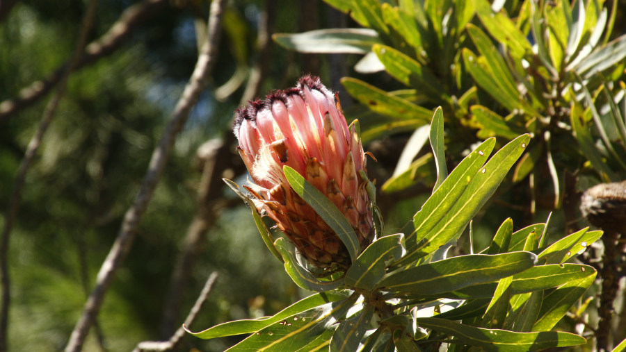 Proteas on the mountain routes