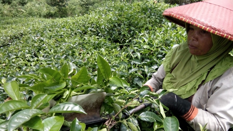 Tea plantation at Tangkuban Perahu of West Java