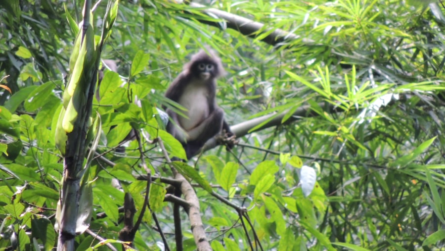 PHAYRE'S LEAF MONKEY