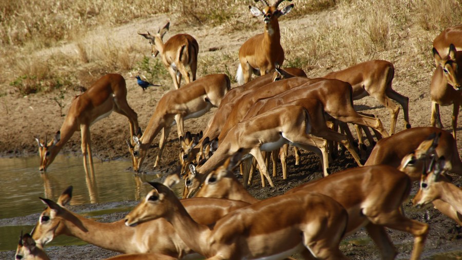 Impala