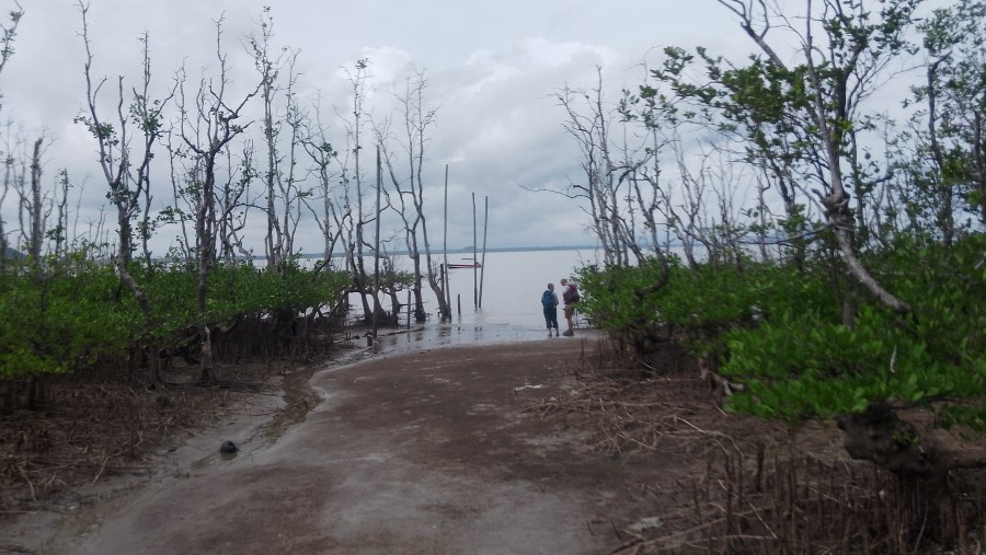 Mangrove, Santubong, Delima 