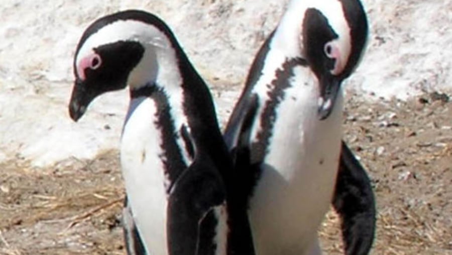 PENGUINS ON THE BEACHES OF LOVE BOULDERS