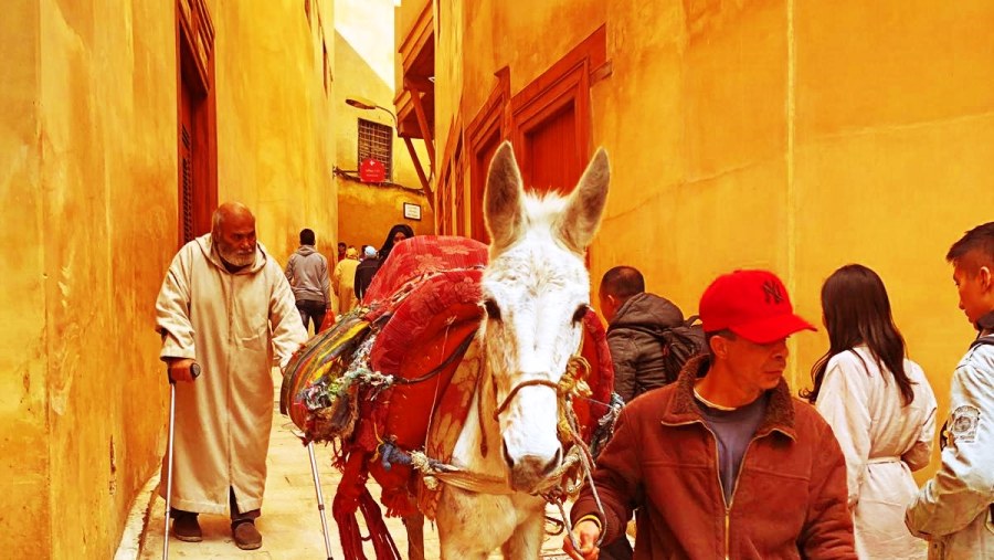 Only Transport means in the Medina of Fes