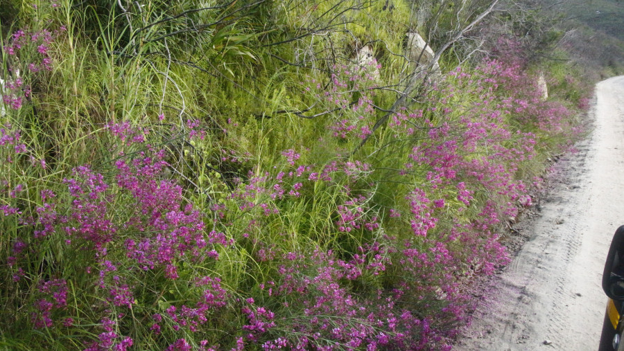 From the finest wild flowers, trees and proteas