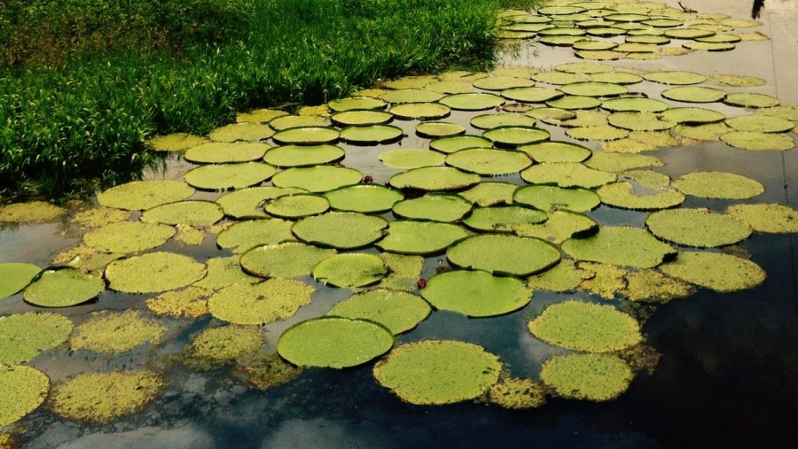 Giant Water Lilly Lake