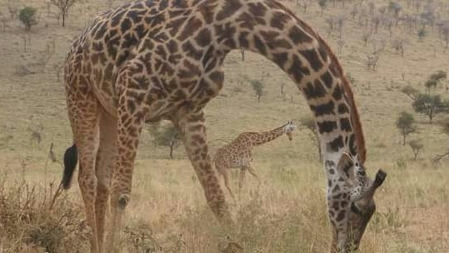 Giraffe at Tarangire national Park