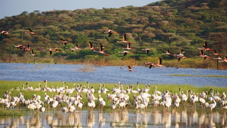 flamingoes at lake bogoria