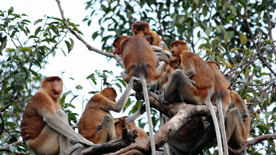 proboscis monkeys