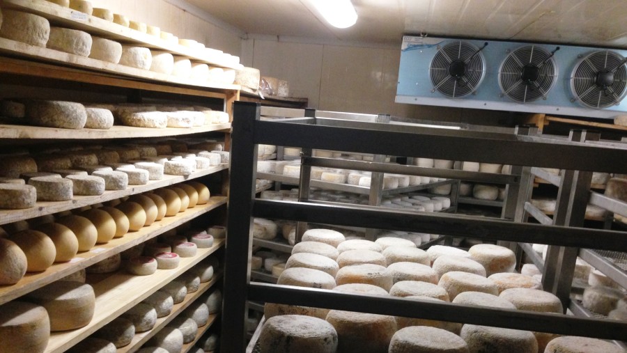 Cheese farm Volterra