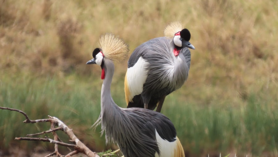 Grey Crowned Crane From my last Birding Trip