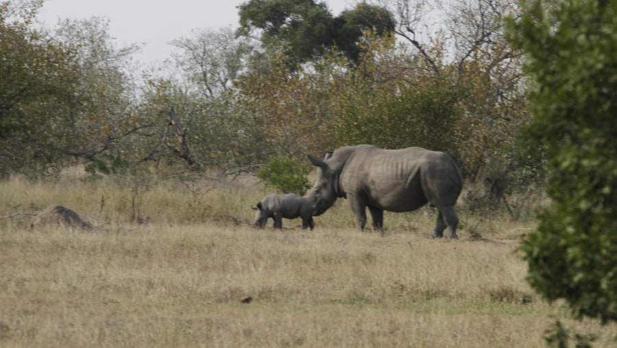 Baby Rhinoceros