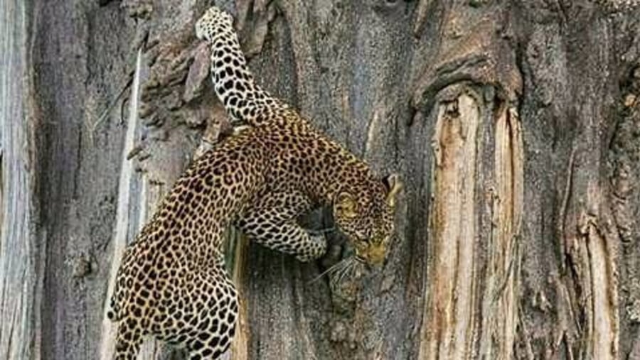 Leopard climbing baobab tree