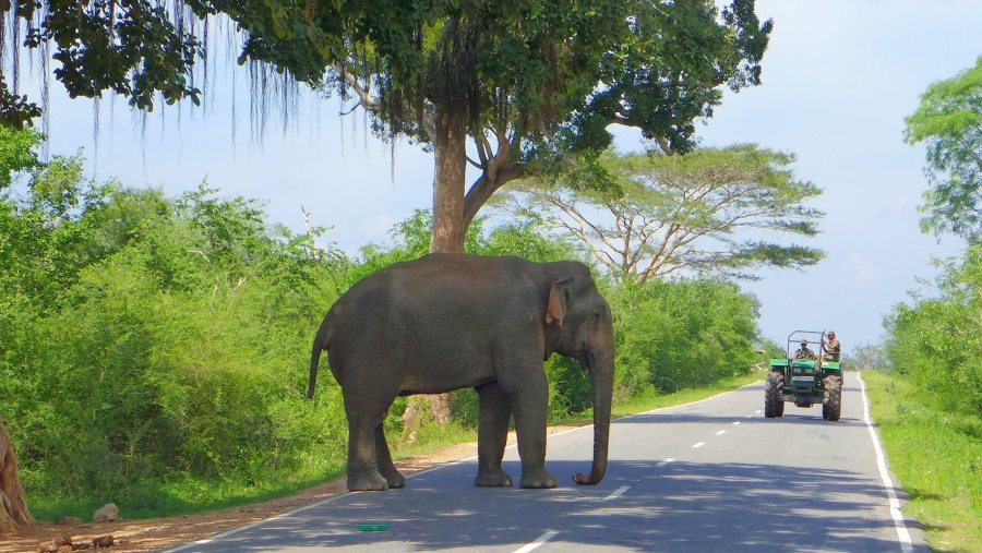 A Safe Driver is Very Important in Sri Lanka 