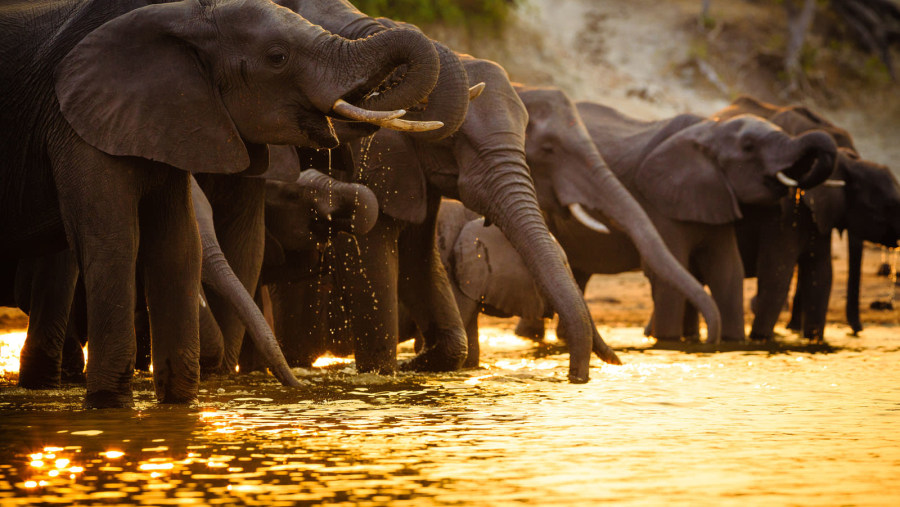 Herds of Elephants at Chobe River Waterfronts, experience the wild side of Botswana